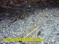 /home//u458753944/public_html/sourcegallery///Roxborough Toad Detour/2013-2019/2015/11061217_10206526857439117_1427170745831351907_o.jpg